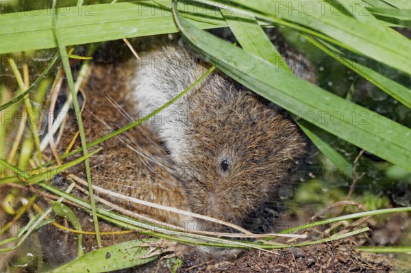 Bavarian pine vole sitting on the ground between green blades of grass looking down to the right