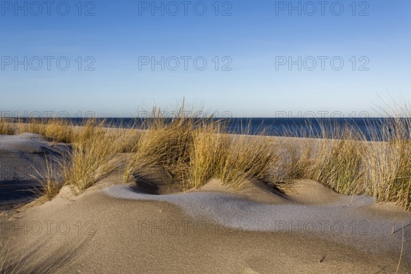Marram grass (Ammophila), Endangered plants in Germany according to BUND