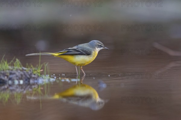 Grey wagtail (Motacilla cinerea), Bergeronnette des ruisseaux, Lavandera Cascadeña, mountain wagtail, songbird species, waters, water, river, Slovenska Bistrica area, Slovenska Bistrica, Podravska, Slovenia, Europe