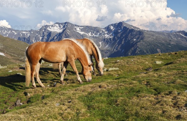 Two horses grazing on Penser Joch or Passo di Pennes, high mountain pass, near Sterzing, South Tyrol province, Trentino-Alto Adige, Italy, Europe