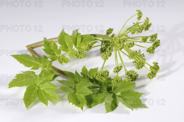 Genuine angelica, medicinal angelica (Angelica archangelica)