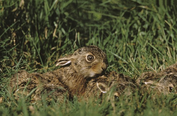 European Brown Hare (lepus europaeus), Leverets hidden in Grass, France, Europe