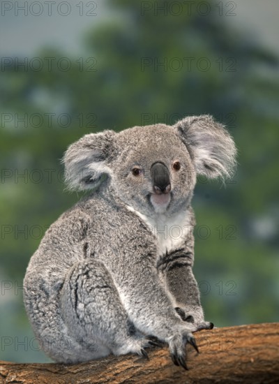 Koala (phascolarctos cinereus), Female standing on Branch