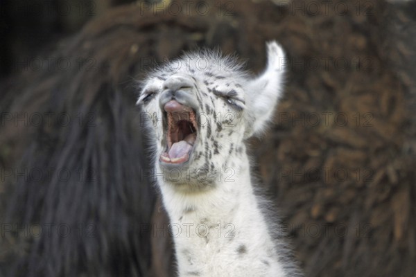 Young llama