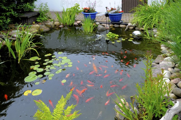Garden pond with goldfish