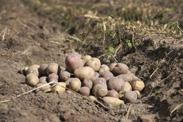 Newly dug or harvested potatoes in a organic family farm field in a low angle view on rich brown earth in a concept of food cultivation