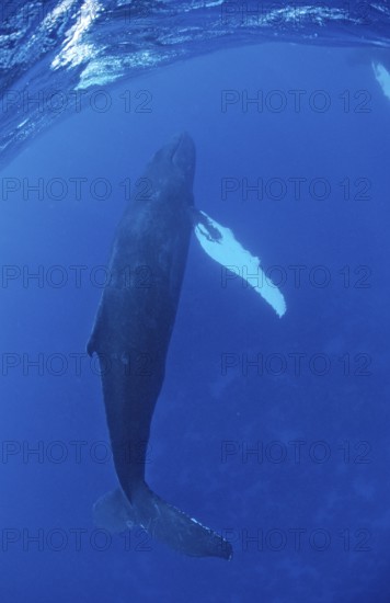 Humpback whale, cow, Megaptera novaeangliae, Silverbanks, Caribbean Sea, Dominican Republic, Central America