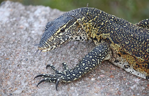 Nilwaran im Kruger Nationalpark, S