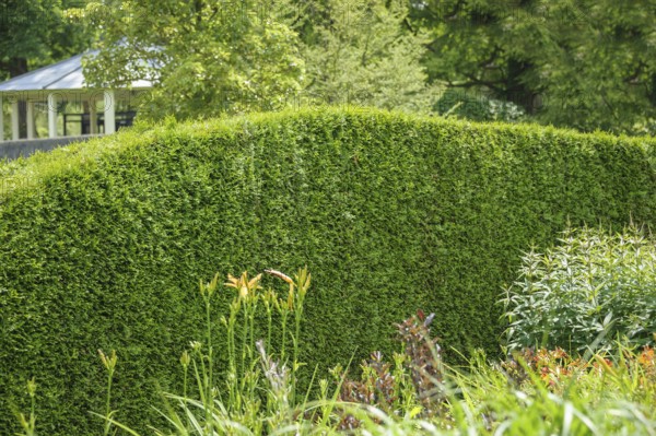 Western arborvitae (Thuja occidentalis 'Brabant'), Arcen Castle Gardens, Arcen, Limburg, Netherlands