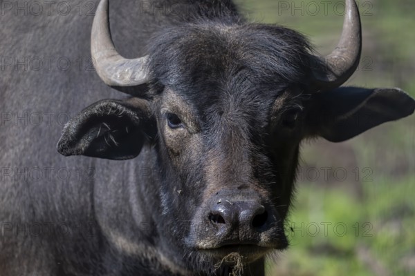 The water buffalo (Bubalus bubalis), also called the domestic water buffalo or Asian water buffalo