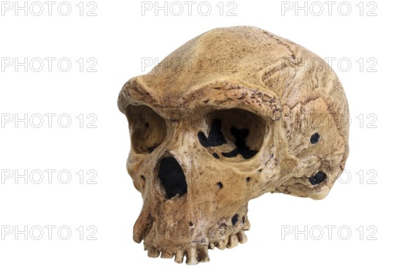 Phylogeny of mankind, evolution of mankind, human family tree, skull replica of Homo heidelbergensis (Rhodesian man), skull Lahn-Dill-Kreis, Hesse, Federal Republic of Germany