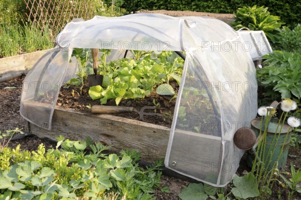 Cold frame with lettuce, cold frame, foil tunnel