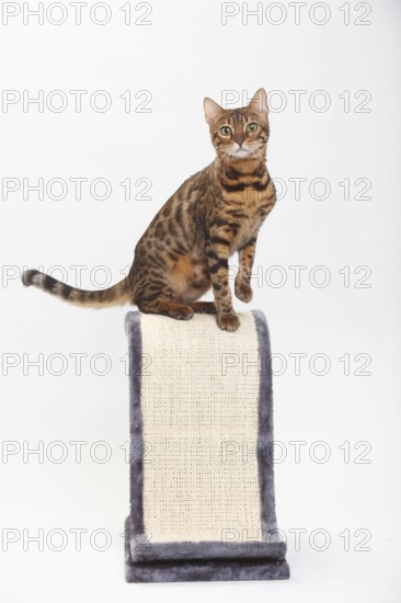Bengal cat, scratching post