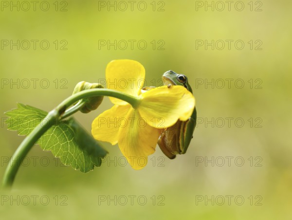 European Tree Frog (Hyla arborea) on Marsh Marigold (Caltha palustris), Kramsach, Kufstein District, North Tirol, Tirol, Austria, Europe