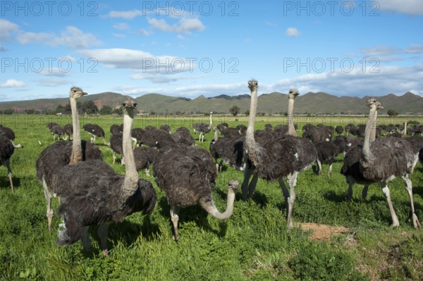 Common ostrich (Struthio camelus), Ostrich Farm, Oudtshoorn, Western Cape, South Africa Ostrich