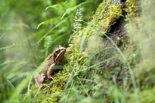 Common frog (Rana temporaria), in the forest on moss, Hamm, North Rhine-Westphalia, Germany, Europe