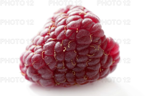 One red macro raspberry over white background studio shot