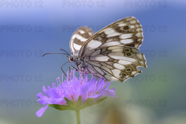 Marbled white (Melanargia galathea), Bressanone, South Tyrol, Italy, Europe