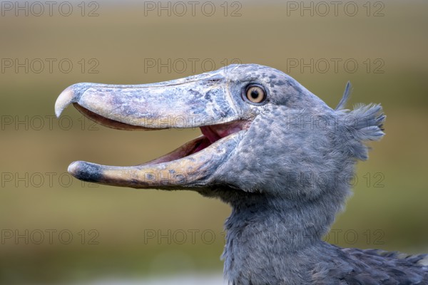 Shoebill (Balaeniceps rex), also Abu Markub, animal portrait, Bangweulu Swamps, Zambia, Africa