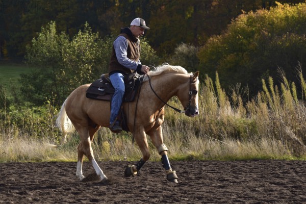 Western riding, training with American Quarter Horse stallion in a riding arena in autumn, canter, Rhineland-Palatinate, Germany, Europe