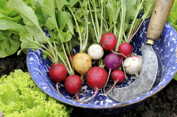Radish (Raphanus sativus var. sativus)