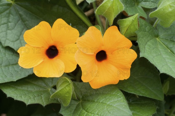 Black-eyed Susanne Checkies Thunbergia (Thunbergia), Black-eyed Susanne