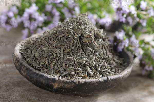 Broad-leaved thyme (Thymus pulegioides), dried