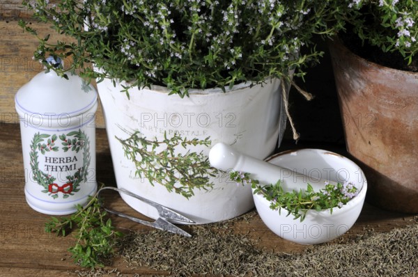 Broad-leaved thyme (Thymus pulegioides)