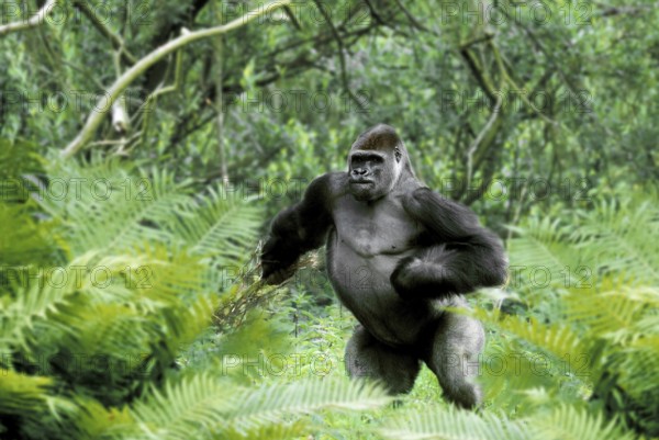 Westen Gorilla, silverback (Gorilla gorilla gorilla)