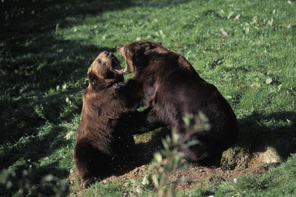 Brown Bear (ursus arctos), Adults Fighting
