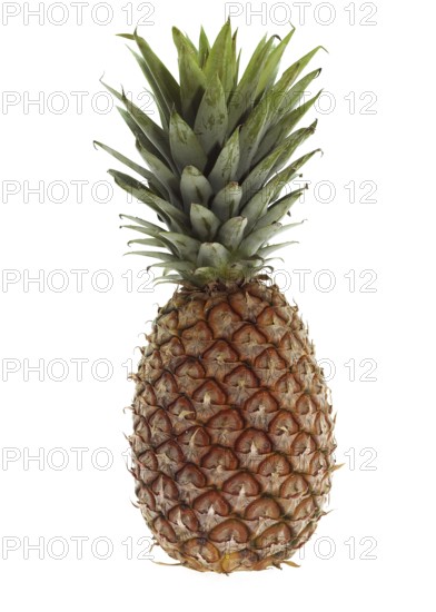 Pineapple (ananas comosus), Fruit against White Background