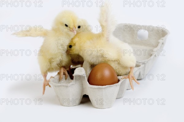 Chicks in Egg Box against White Background