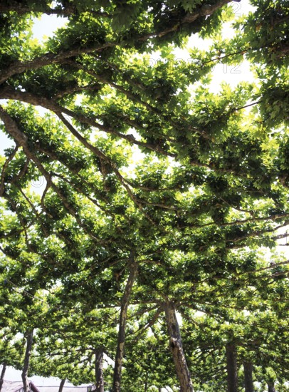 PLANE TREES, DROME IN SOUTH EAST OF FRANCE