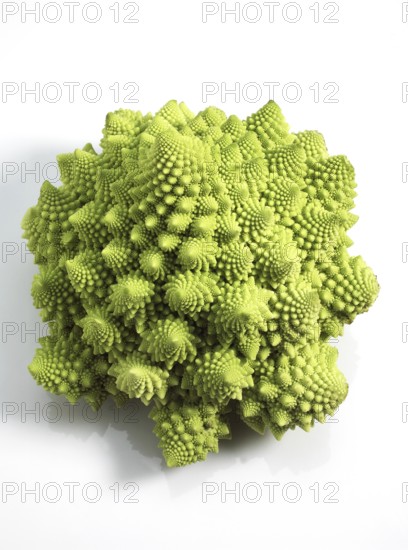 Romanesco Cabbage (brassica) oleracea, Vegetable against White Background