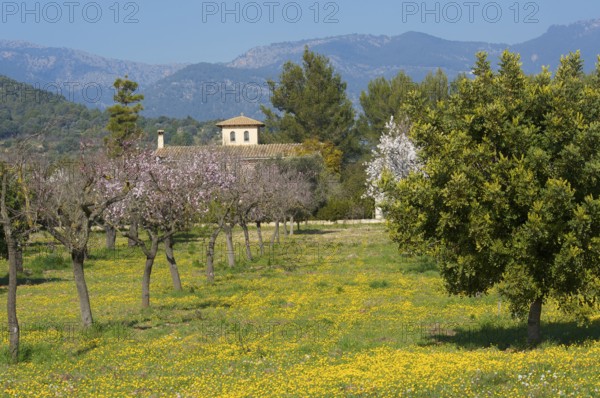 Finca and flowering almond trees, near Alaro, Tramuntana, Majorca, Balearic Islands, Spain, almond blossom, almond tree, Europe