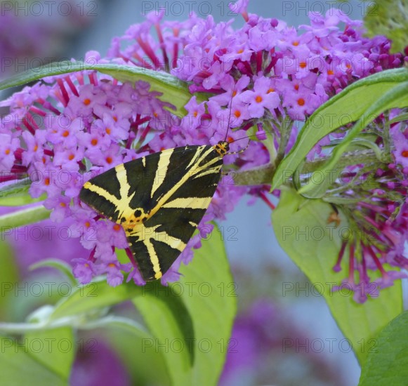 Butterfly : Russian bear on butterfly bush