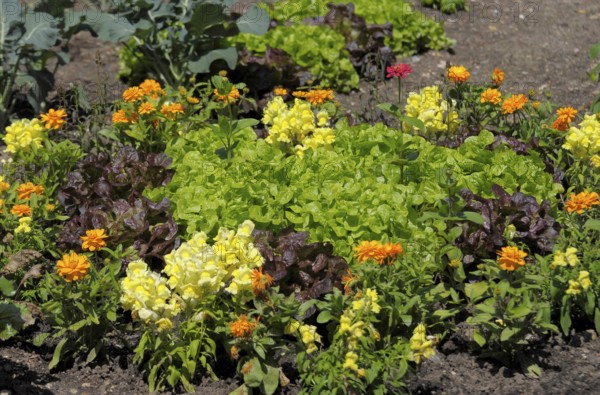 Farm garden, salad with flowers, rose garden in Oberderdingen