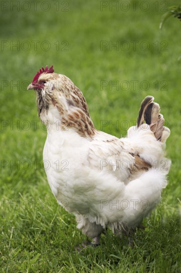 French chicken called Faverolle, hen standing on grass