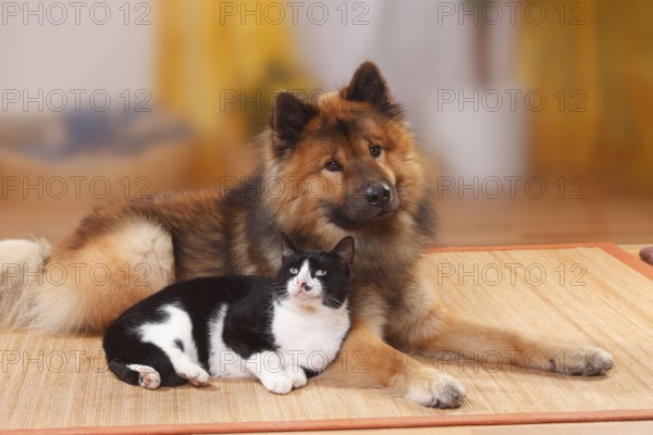 Eurasier, Rude, and Domestic Cat, Male