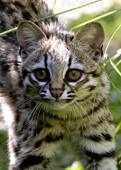 Tiger Cat or Oncilla (leopardus tigrinus), Portrait of Adult