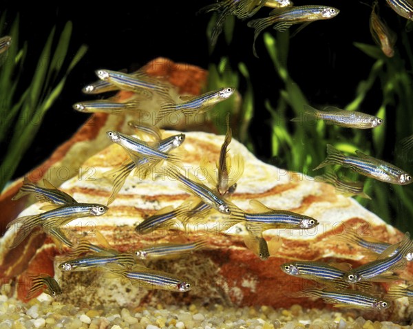 Zebrafish (brachydanio rerio) (Brachydanio rerio), Zebrafish, Animals, Other animals, Fishes, Carp-like, Carpfishes, Long-Finned Zebra Fish