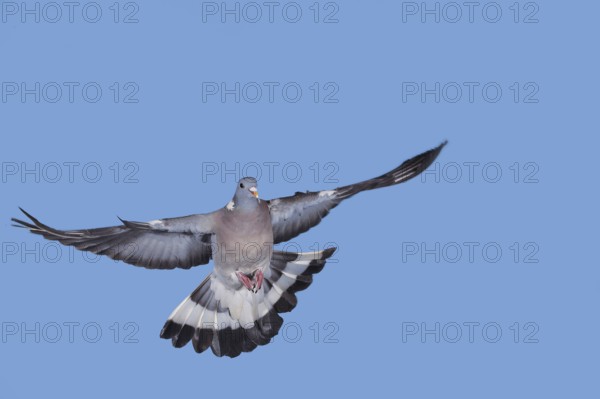Common wood pigeon (columba palumbus), adult in flight against blue sky