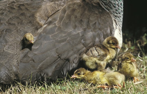 Common Indian peafowl (pavo cristatus), chick hidden under the mother's wing