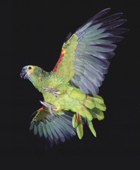 Blue-Fronted Amazon Parrot or Turquoise-Fronted Amazon (amazona aestiva), Adult in Flight against Black Background