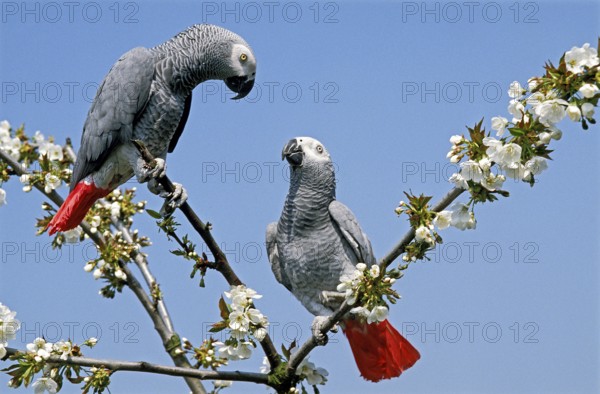 African Grey Parrot (psittacus erithacus), Adults in Blossom Tree