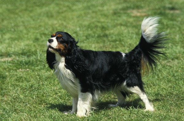 Cavalier King Charles Spaniel, Adult standing on Grass