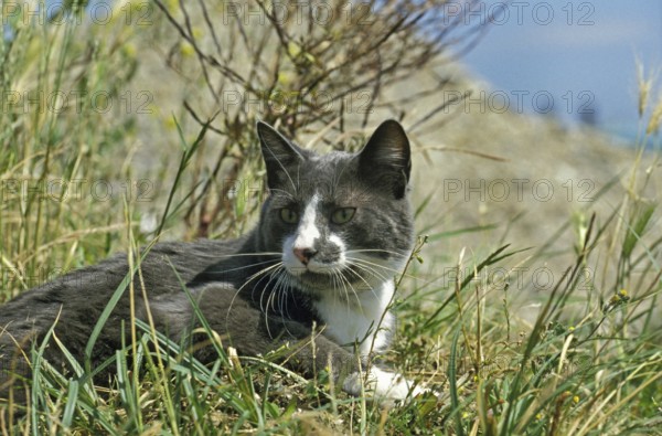 Domestic Cat, Adult standing in Long Grass