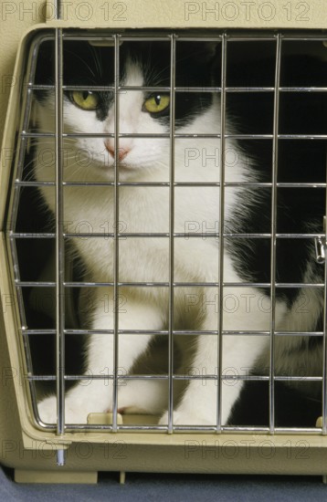 Black and White Domestic Cat, Adult standing in Carry Cage