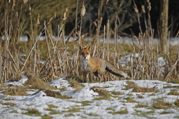 RED FOX (vulpes vulpes), FEMALE STANDING ON SNOW, NORMANDY IN FRANCE