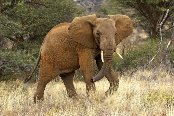 African Elephant (loxodonta africana), Samburu park in Kenya